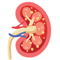 Kidney biopsy